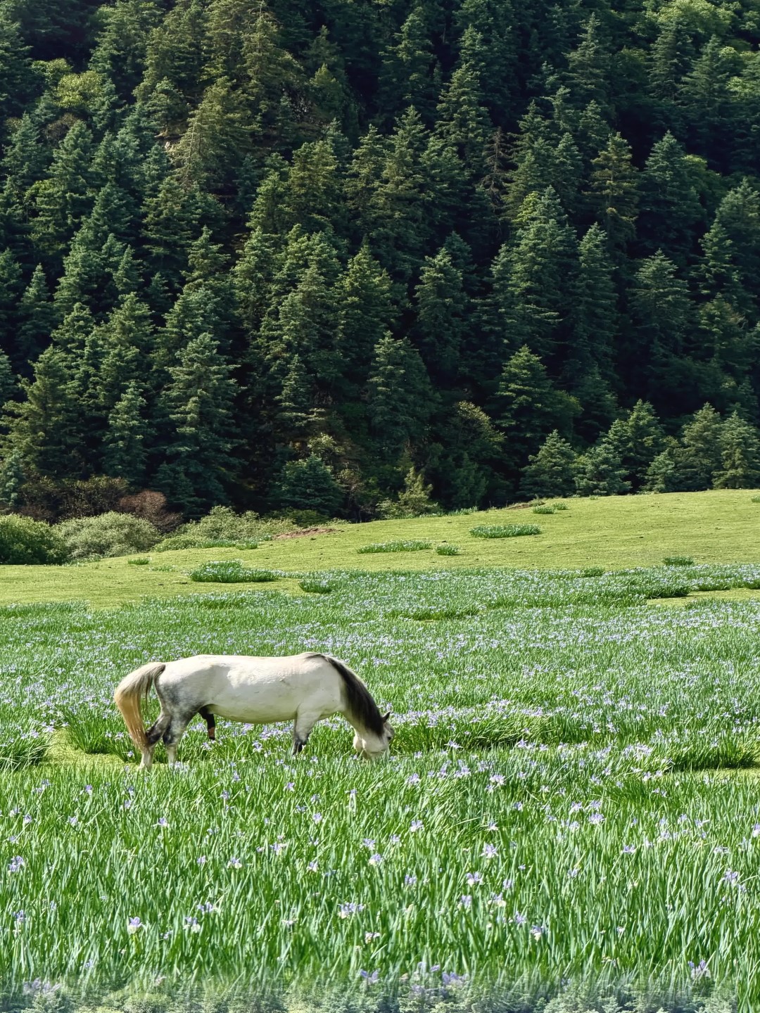 Finally found the entrance to China’s fairyland! Binggou River · Malan flower grass