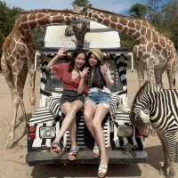 safari park is far from Bangkok around 3hours traffic by car, but it’s really worth to go.