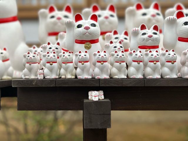 【豪徳寺】招き猫に囲まれるしあわせ♡