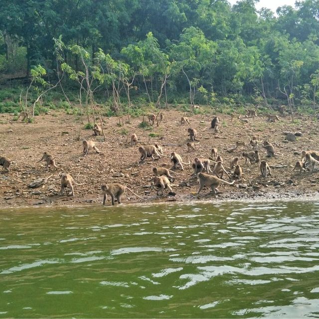 ภารกิจ ล่องเรือ ให้อาหารลิงที่ แก่งกระจาน