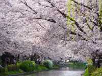 【京都市】桜 x 川 x 舟の風情🌸