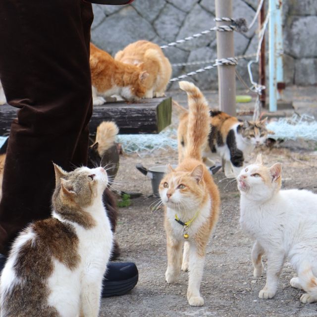 [일본] 고양이 섬 아오시마