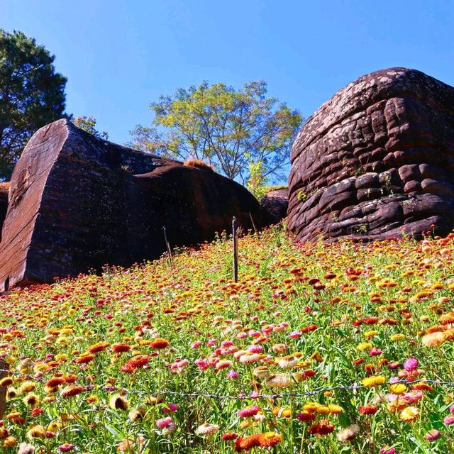 ทุ่งดอกกระดาษ อุทยานแห่งชาติภูหินร่องกล้า
