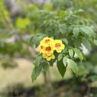 香港動植物園-給自己最美的大自然的饗宴