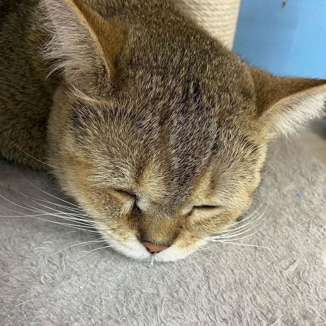 🐱葵芳1500呎貓貓共享空間