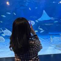 테마가 다양한 코엑스 아쿠아리움🐠🫧