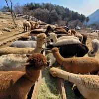 Alpacca World in Korea