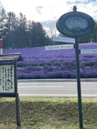 【北海道】札幌から日帰りも◎富良野のラベンダー畑へ