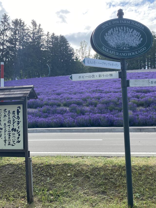 【北海道】札幌から日帰りも◎富良野のラベンダー畑へ