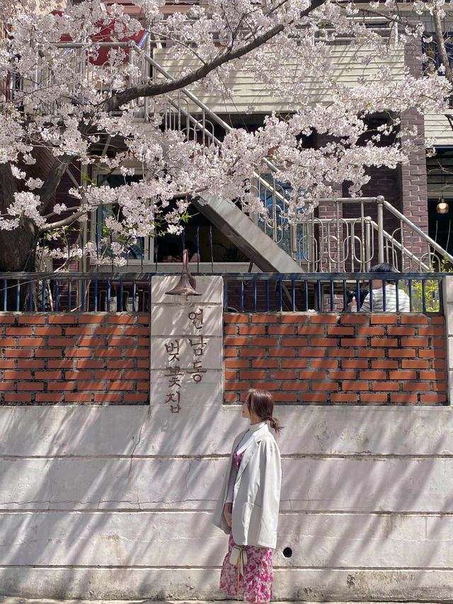 서울 벚꽃뷰 카페 원탑 “연남동 벚꽃집”