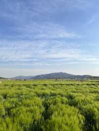 4월 경주가면 만날 수 있는 💚분황사 청보리밭💚