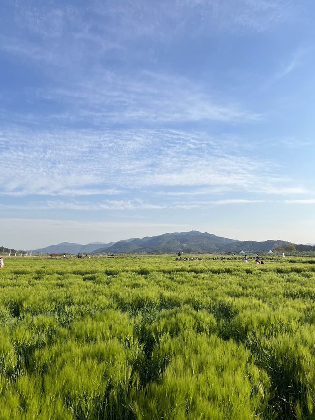 4월 경주가면 만날 수 있는 💚분황사 청보리밭💚