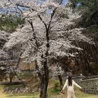 사진찍기 좋은 봄꽃 스팟:: 우암사적공원🌼