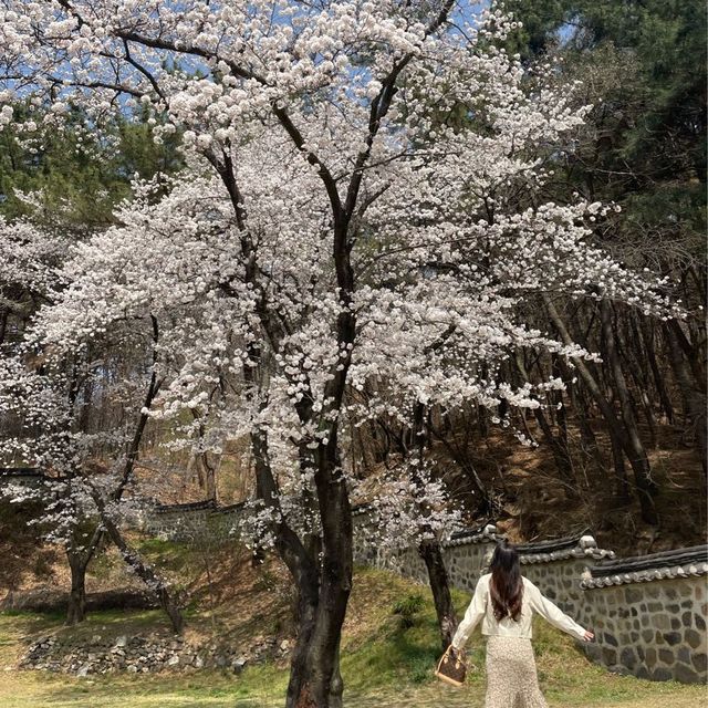 사진찍기 좋은 봄꽃 스팟:: 우암사적공원🌼