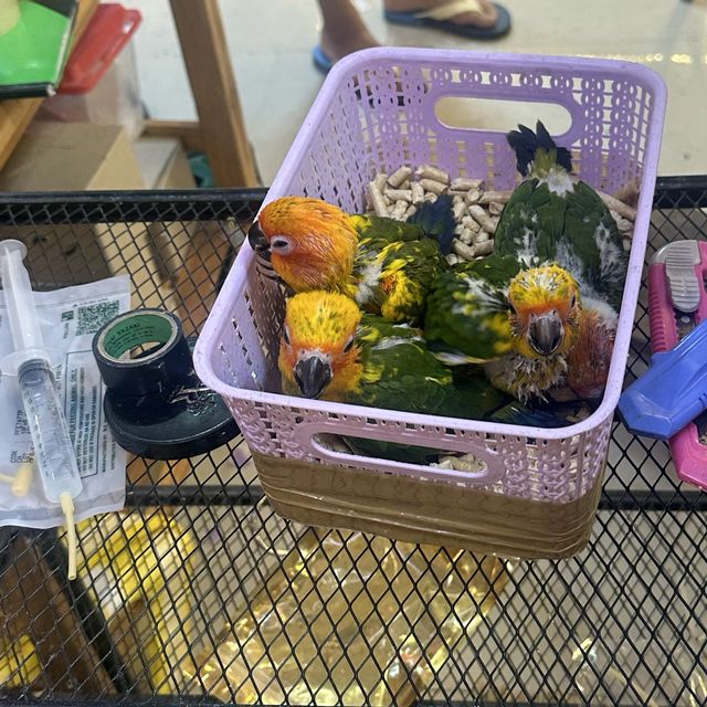 🐰 พาเดินตลาดนัดจตุจักร(โซนสัตว์เลี้ยง) 🐰