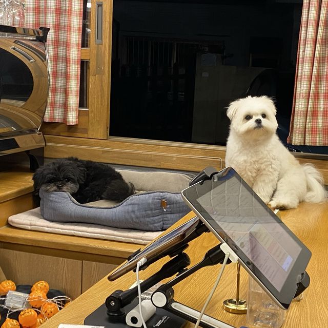 [부산 해리단길 카페] 큐티뽀짝 강아지가 환영해주는 밀크티 맛집 “어바웃 라이프”🐾