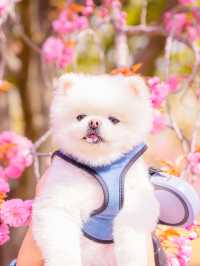 🌸현시각 국내에서 가장 예쁜 사찰 [경주, 불국사]🌿