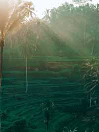 Amazing rice terraces in Ubud, Bali