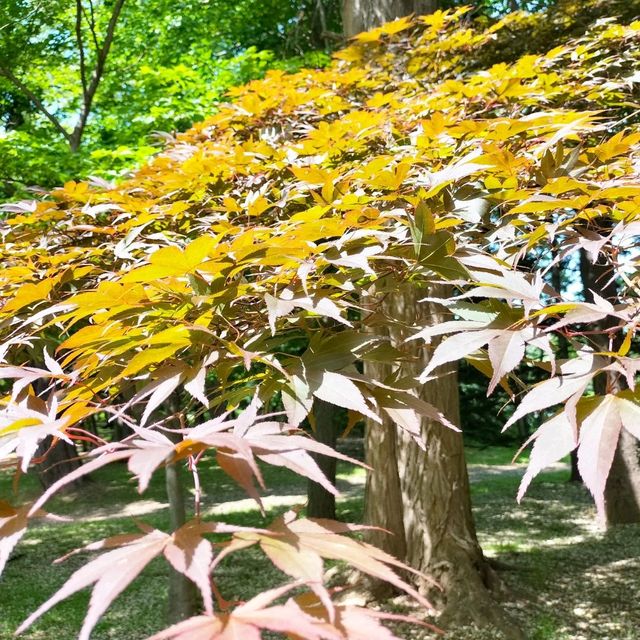 初夏的札幌“中島公園”