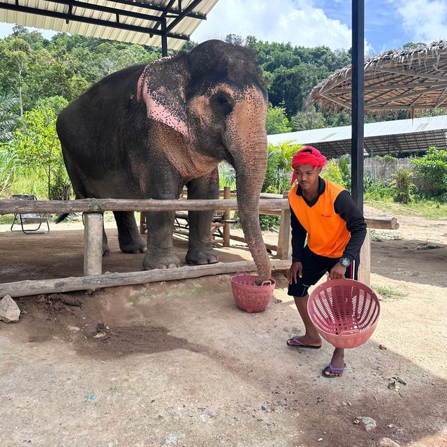 The best day of your life with Elephants 🐘🌿