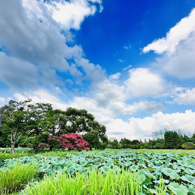 韓国全州にある蓮池が有名な“徳津公園”。 韓国全州にある蓮池が有名な“徳津公園”。