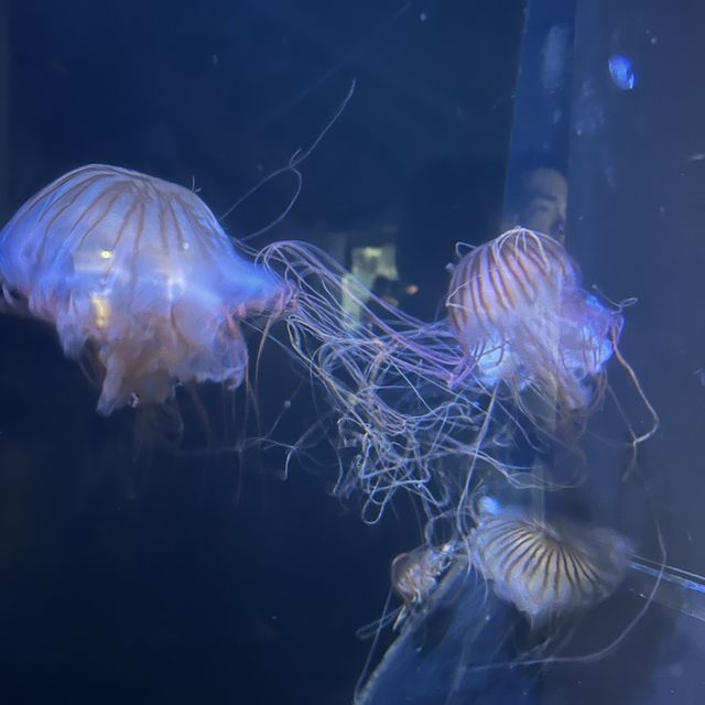 日本最大水族館❤️親子遊推介