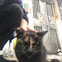 🐱 猴硐貓村😎貓咪天堂 🏞️😺 