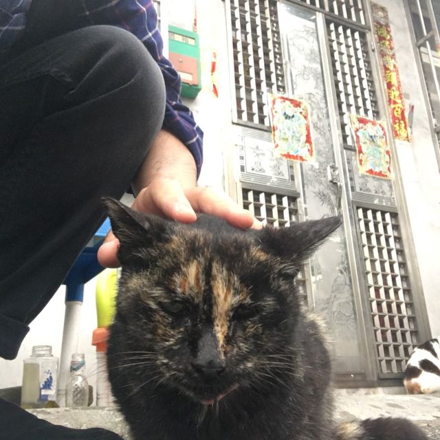 🐱 猴硐貓村😎貓咪天堂 🏞️😺 