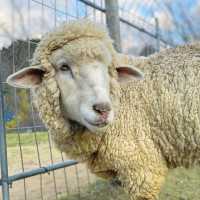【大阪】ハイキング×動物とふれあいが実現できる🐑🌱