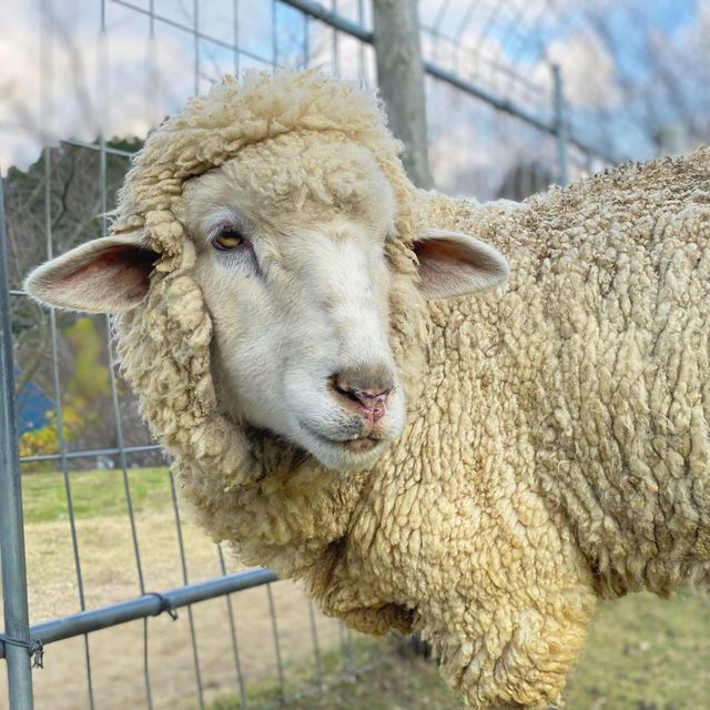 【大阪】ハイキング×動物とふれあいが実現できる🐑🌱