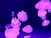 🪼有VR體驗嘅水族館😍