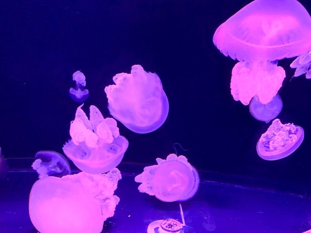 🪼有VR體驗嘅水族館😍