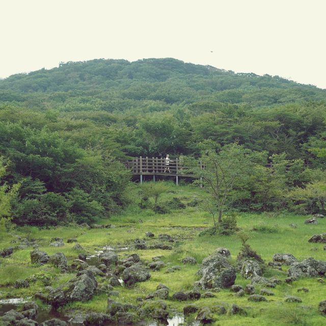 🌳 제주에서 차로 갈 수 있는 가장 높은 곳, 1100고지습지
