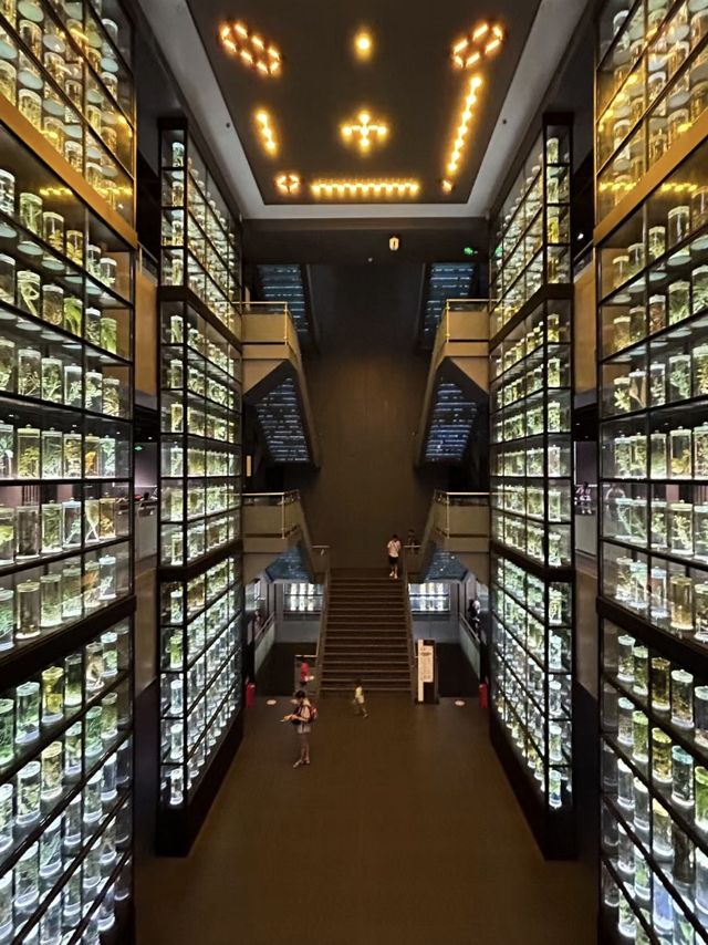 中醫的秘密🌿📚💫 廣東中醫藥博物館