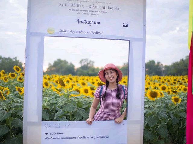 ตะวันบาน...ที่อ่างดอกกราย🌻🌻🌻🌻