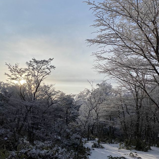 제주도 한라산 백록담 눈쌓인 설산 보고왔어요