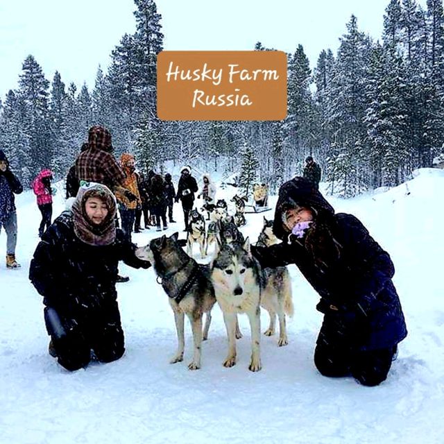 Husky Farm at Russia