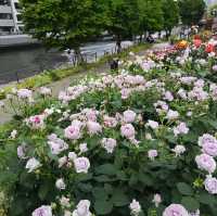 Nakanoshima Rose Garden