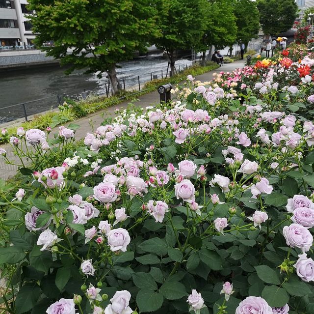 Nakanoshima Rose Garden