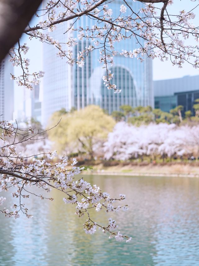 벚꽃 데이트는 석촌호수🫶🏻🌸