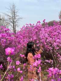 🌸이번년도 봄에는 부천 진달래꽃동산에서 진달래꽃 구경🌸