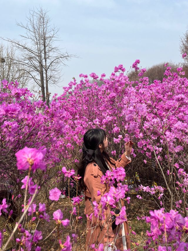 🌸이번년도 봄에는 부천 진달래꽃동산에서 진달래꽃 구경🌸