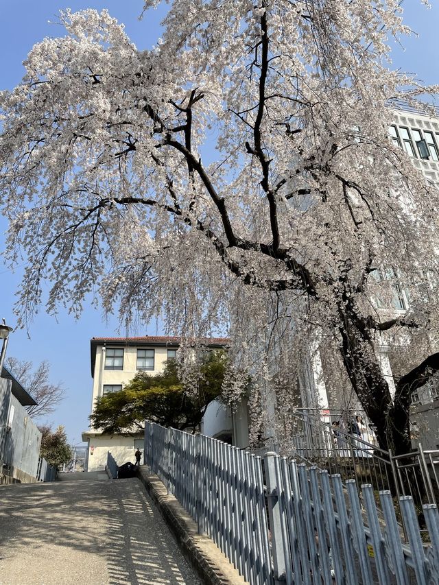 벚꽃과 함께하는 정독도서관 데이트📚🌸