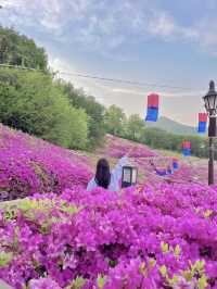 ❤️군포 철쭉축제는 철쭉동산에서 보기❤️