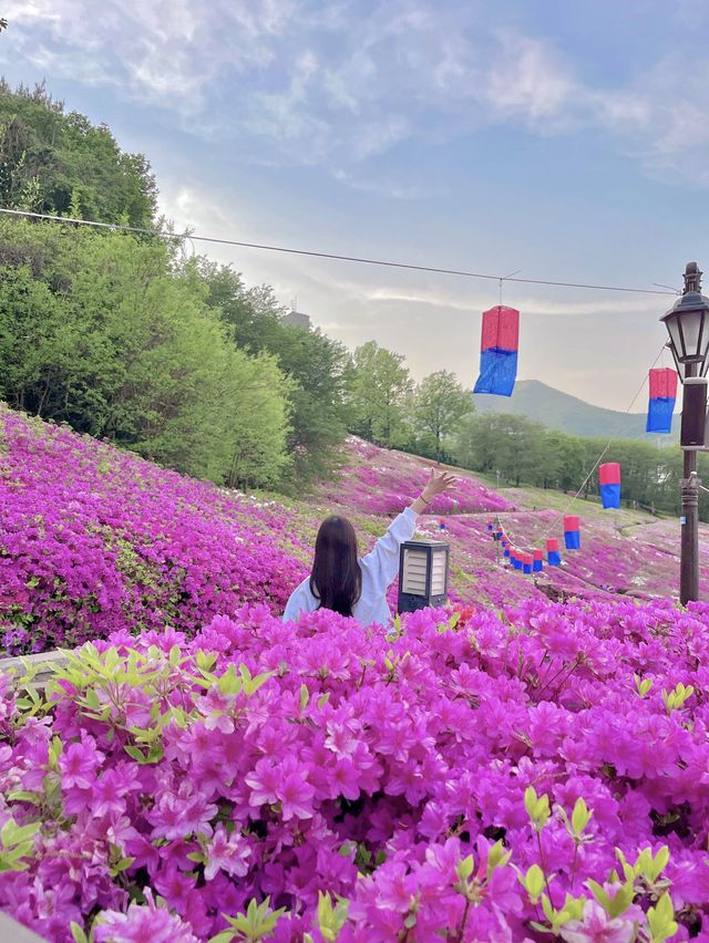 ❤️군포 철쭉축제는 철쭉동산에서 보기❤️