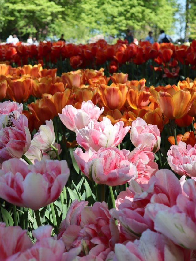 [네덜란드🇳🇱] 🌷🌷튤립 천국 쾨겐호프🌷🌷