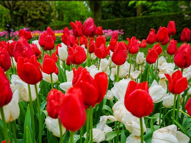 荷蘭🇳🇱全世界最大最美鬱金香花園🌷 荷蘭🇳🇱全世界最大最美鬱金香花園🌷