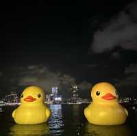 Yellow Ducks are back to Hong Kong 🐤🐤