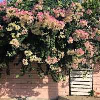 Smell Rose Beach Garden
