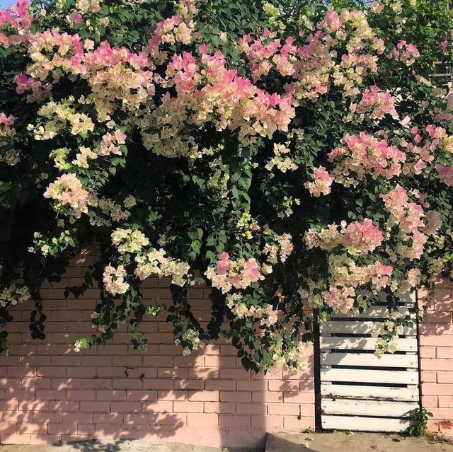 Smell Rose Beach Garden